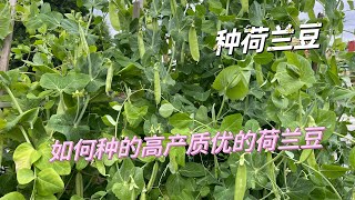 种荷兰豆｜Planting sweet beans｜从种子播种到收获种子，重点是如何一茬又一茬的有吃不完的豆仔！