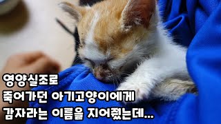 눈 앞에서 죽어가던 아기고양이.. 구조 후 감자라는 이름을 지어줬는데.. 그러지 말 걸 그랬다.