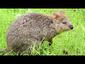 ソニーvlogcamで撮る『世界一幸せな動物』in 埼玉県こども自然動物公園