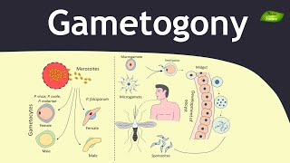 Gametogony in Plasmodium |  Malaria | Parasitology | Basic Science Series