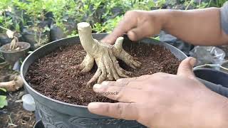 cara mengatasi Bonsai sancang yang tunas cabang tumbuh tidak pada tempatnya #real #bonsai #tanaman