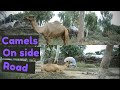 Camels On Side Road