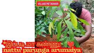 *இப்படி மா கண்ணு🌱❤️  nattu parunga arumaiya varum* 🌱🌳❤️❤️. //maa maram planting ❤️