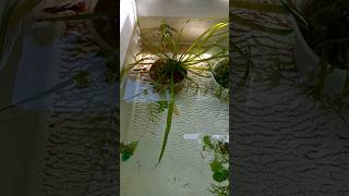 small indoor pond ideas 😍- how to build a small pond with guppy fish and aquatic plants 😮😮 #shorts