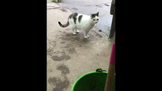 食欲が落ちた馬の餌にミキサーをかけていたらなんとなく見に来た牧場猫の白キジ　🐴🍚🐱👀