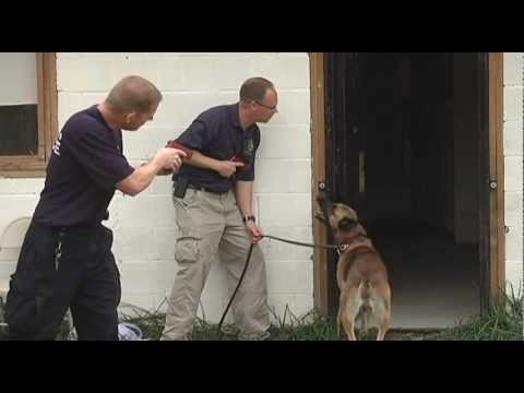 K9 Police Dog Training (Part 1 of 2) K9 Police Dog Training (Part 1 of 2)