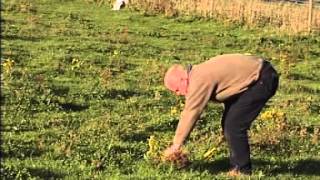 Rag-Fork - How to dig up ragwort easily