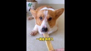 狗狗拆家怎么办？快来试一试这个风干牛皮！#萌宠好物 #宠物磨牙棒