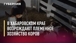 В Хабаровском крае возрождают племенное хозяйство коров. 19/07/21