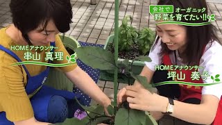 会社で野菜を育てたい！第16回｢VSアブラムシ｣【HOMEアナウンサー】