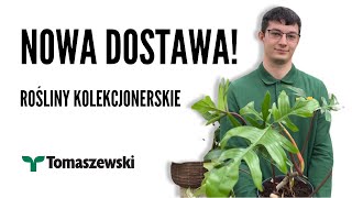 NOWA DOSTAWA🌿! Rośliny dla kolekcjonerów! Filodendron 'Florida' | Filodendron 'Gold Violin'