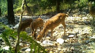 Spotted deer drinking water