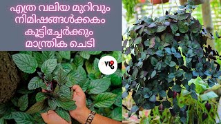 Murivu Pettannu Unangan|മുറികൂടി|മുറിവൊട്ടി|മുറികൂട്ടി|Red Ivy Plant|Murikoodi|Murivotti|Murikootti