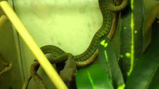 Trimeresurus venustus  feeding  (baby 2012)