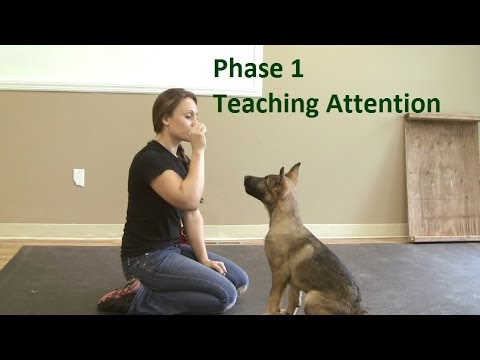 How to Train a Dog to Pay Attention (K9-1.com) How to Train a Dog to Pay Attention (K9-1.com)