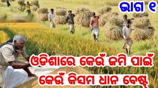 Most Profitable Rice Varieties in Odisha With low investment heavy income full details in Odia