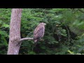 4k カンムリワシ（3）4k動画（石垣島） crested serpent eagle wild bird 野鳥 動画図鑑