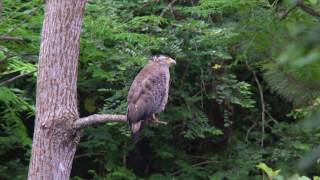 [4K] カンムリワシ（3）4K動画（石垣島） - Crested serpent eagle - Wild Bird - 野鳥 動画図鑑