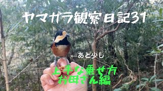 続ヤマガラの上手な手の乗せ方？（お母さん編）【野鳥と遊び方31】