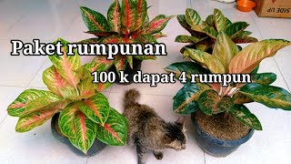 OBRAL PAKET AGLONEMA MURAH #tanamanhiasmurah