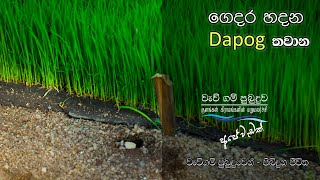 ගෙදර හදන Dapog තවාන