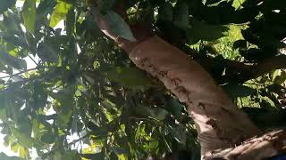 un jeune verger d'arbres fruitiers : avocatiers, fruits d'Adam, orangers,  mandariniers,....