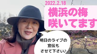 横浜の梅咲いてます！2022年2月18日根岸森林公園の梅レポートと、明日の女子会ライブの宣伝です