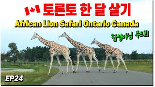 캐나다 한달살기 🇨🇦 토론토 여행 | 캐나다 동물원의 클라쓰! 아프리칸 라이온 사파리! African Lion Safari Tour! ep.24