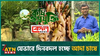 কম খরচে বস্তায় আদা চাষ | Krishi O Projukti | Nov 30, 2024 | Ginger Cultivation | ATN News