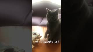 指導者イブ姉さんの風格、🐱