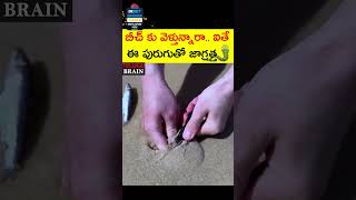 బీచ్ కు వెళ్తున్నారా ఈ వీడియో చూడండి  😨😨 Interesting Facts in Telugu #shorts #viral