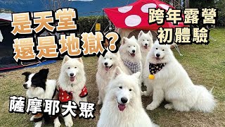 『露營初體驗』薩摩耶犬聚，究竟是天堂還是地獄？(薩摩耶多比Dobby is free)