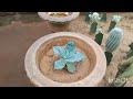 cactus garden of regional plant resource centre bhubaneswar. RPRC #bbsr #cactus #rprc #econest