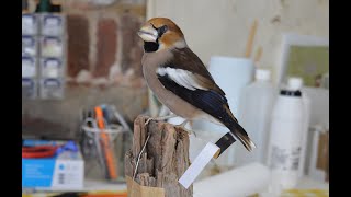 Hawfinch Taxidermy. The drying and mounting stages of bird Taxidermy.