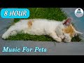 8 HOURS OF RELAX MY DOG MUSIC!! Longest Video Yet! Relaxing Pet Music, Soundsweep 🐶 Qinn