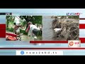 live ভারি বর্ষণ ও উজানের ঢলে বেড়েছে তিস্তা নদীর পানি 20oct.21