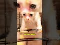 kucing kecil jalanan yg kebasahan mengikuti seorang pria