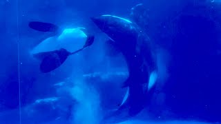 シャチ　アースくんとリンちゃん　絡み合うように泳いでいます　【名古屋港水族館】Killer whale Port of Nagoya Public Aquarium