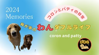 コロンとパティの日常2024年の振返り