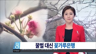 [대전MBC뉴스]사라진 벌...'꽃가루 은행'이 해법