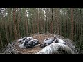 Excitement in the black stork's nest Kotkaklubi Must-toonekurg::Ciconia nigra