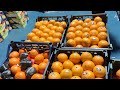 al aweer fruit market আবির সবজি মার্কেট পাইকারি দুবাই