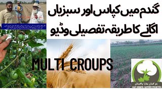 Inter cropping mixed Cropping And Multi Crops in forming. گندم میں کپاس اور سبزیاں لگانے کا طریقہ