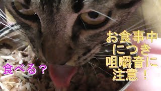 猫たちのお食事タイムに密着！