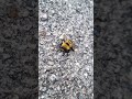 amazing cute bumblebee bee bumblebees wildlife animals fly flyingbeast wait