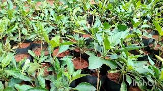 கனகாம்பரம் செடிகள்/sai hi-tech Nursery Garden/6374934601