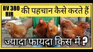 Rir murgi farm | bv 380 chicken  | rhode island red chickens | rir murgi | poultry farming