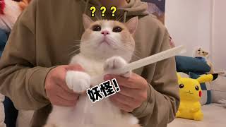 【黄桃不是猫】快带着你的沙雕猫咪一起跳啊哈哈哈哈哈#沙雕 #家有傻猫 #铲屎官的乐趣 #Shorts