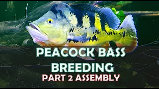 UPGRADING MY TANK 550 GALLON PART 2(ASSEMBLY) For Breeding Peacock Bass Cichlas Monoculus