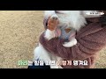 산책에 진심인 강아지 white pomeranian ahri